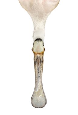  Top view and close-up of a roseate spoonbill, isolated on white