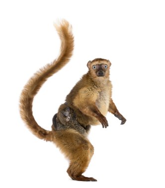 female blue-eyed black lemurs whit her baby, isolated on white
