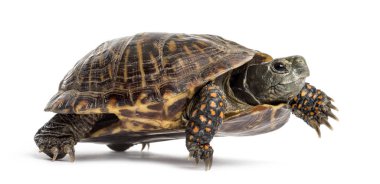 Ortak kutu turtle, üzerinde beyaz izole