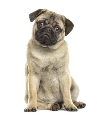 Pug oturma, izole üzerinde beyaz