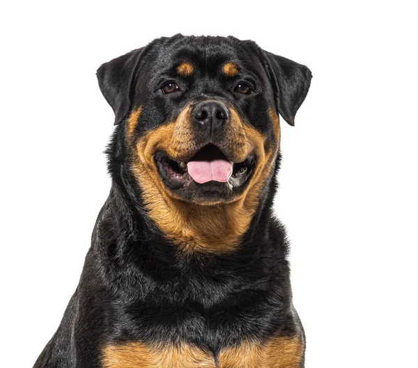 Közelkép egy boldog Rottweiler kutya, elszigetelt fehér — Stock Fotó