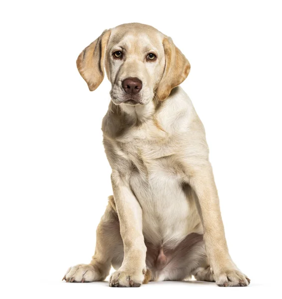 Labrador sentado, aislado sobre blanco — Foto de Stock