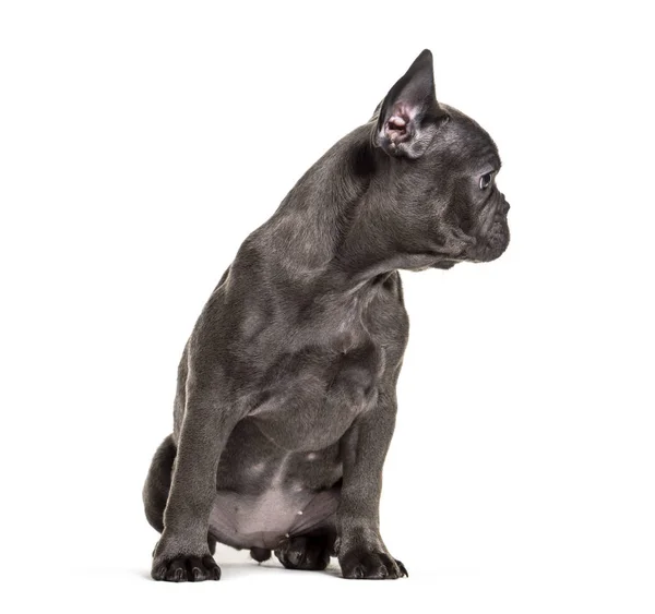 Welpe Französische Bulldogge schaut weg, Profil, isoliert auf weiß — Stockfoto