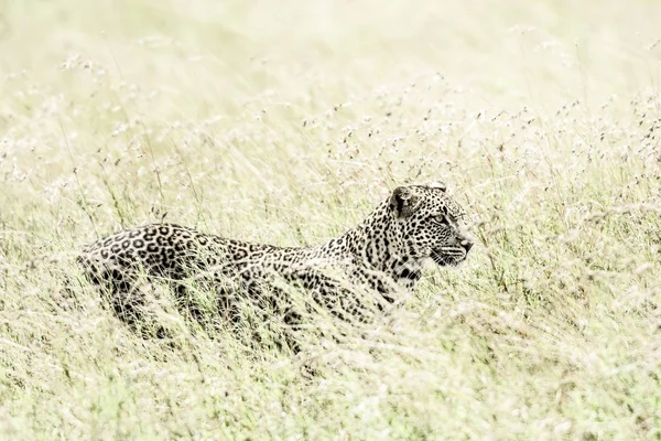 Leopard in grass in Serengeti National Park — Stock Photo, Image