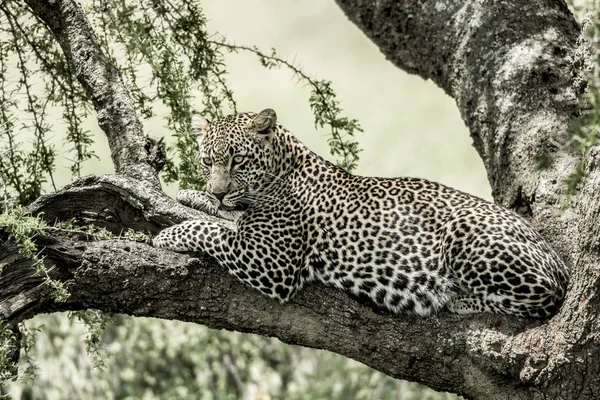 Leopardo acostado en una rama de árbol en el Parque Nacional del Serengeti —  Fotos de Stock