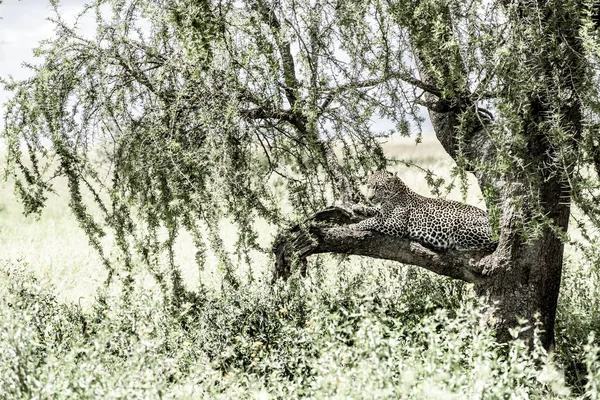 Leopard lying on a tree branch in Serengeti National Park — Stock Photo, Image