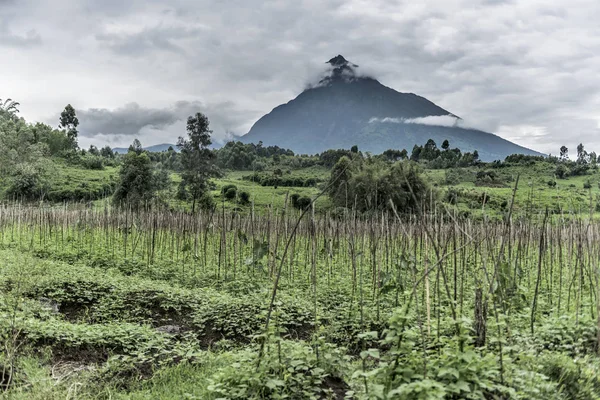 Mont Mikeno en Nord Kivu, RDC — Foto de Stock