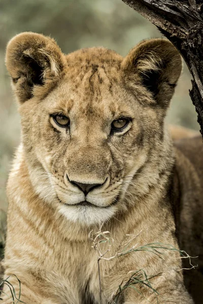 Gros plan d'une femelle lion dans le parc national du Serengeti — Photo