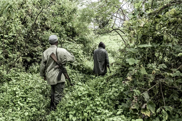 Guida nella foresta vecchia crescita nel Nord Kivu, RDC — Foto Stock