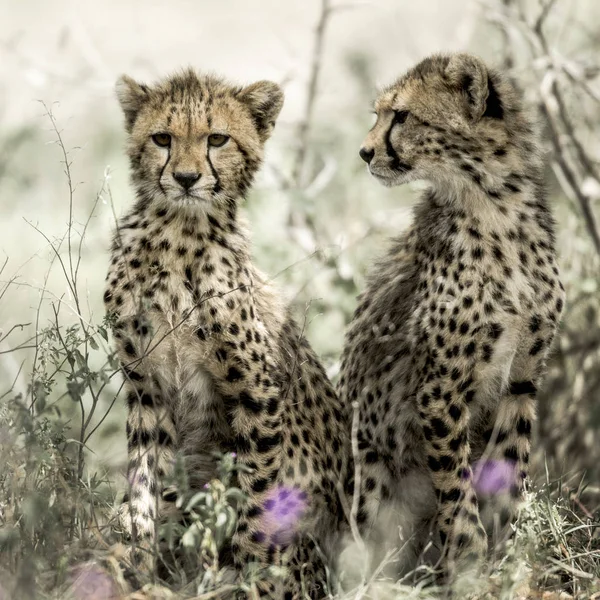 Junggeparden im Serengeti-Nationalpark — Stockfoto