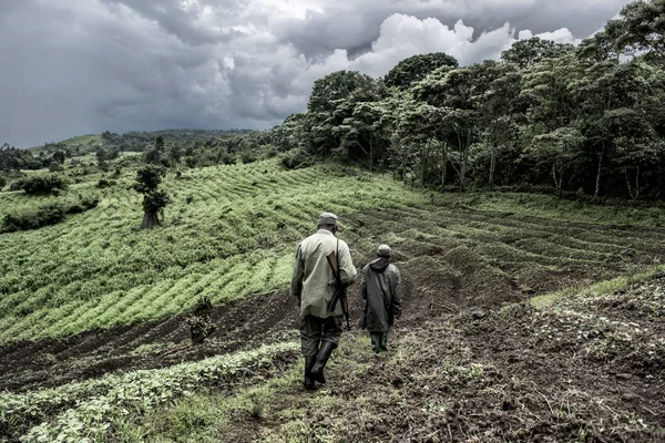 Guía en bosque de crecimiento antiguo en Nord Kivu, RDC — Foto de Stock