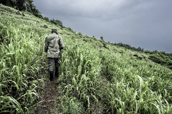 Guide in old growth forest in Nord Kivu, DRC — Stock Photo, Image