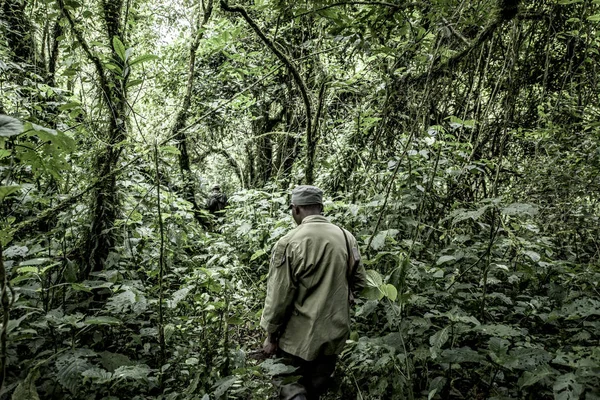 Guide in old growth forest in Nord Kivu, DRC — Stock Photo, Image