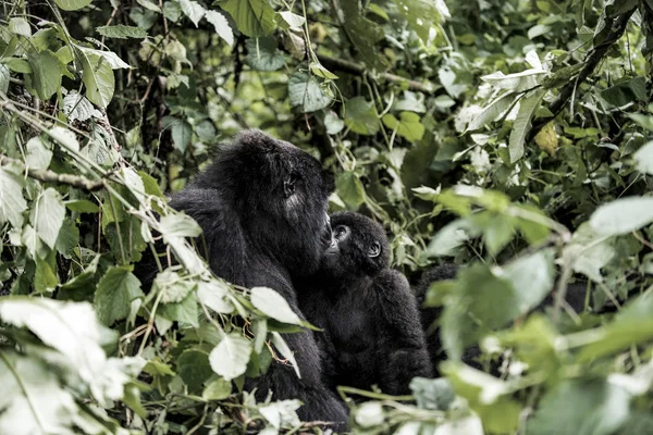 Madre gorila de montaña y su bebé en el parque nacional virunga, D — Foto de Stock