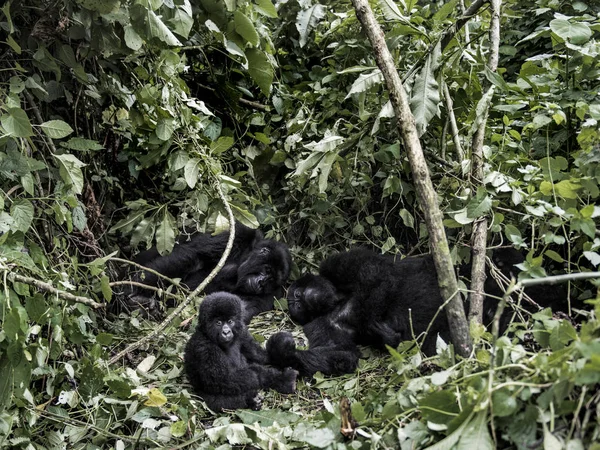 Família de moutanis gorillas, bebê, mãe e pai, em virunga — Fotografia de Stock