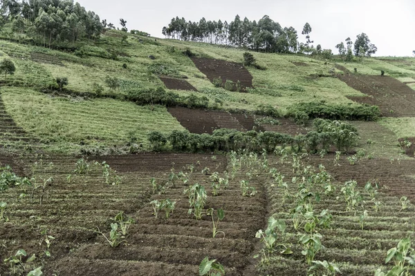 Plantations in Nord Kivu, DRC — Stock Photo, Image