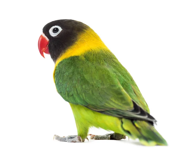 Lovebird-de-colarinho-amarelo, isolado sobre branco — Fotografia de Stock