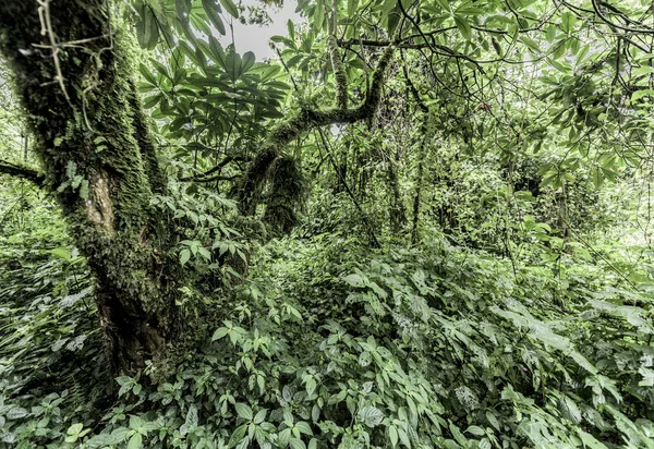 Old growth forest in Nord Kivu, DRC — Stock Photo, Image