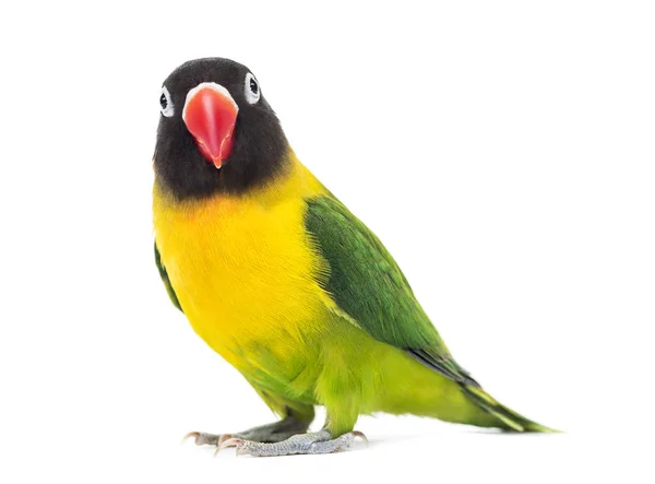 Milostný pták se žlutým límečkem pozorující kameru, izolovaný na bílém — Stock fotografie