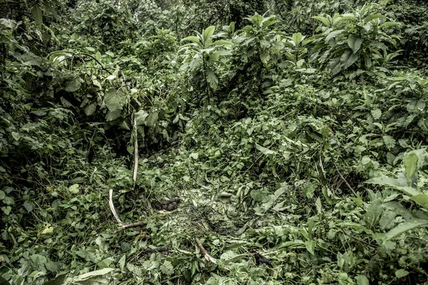 Gorilla nest in the old growth forest in Nord Kivu, DRC — Stock Photo, Image