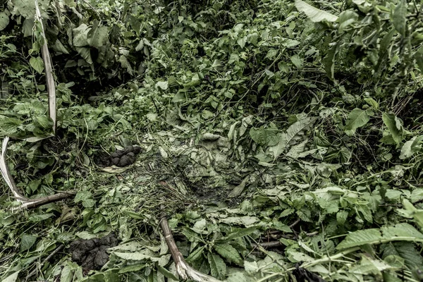 Gorilla nest in the old growth forest in Nord Kivu, DRC — Stock Photo, Image