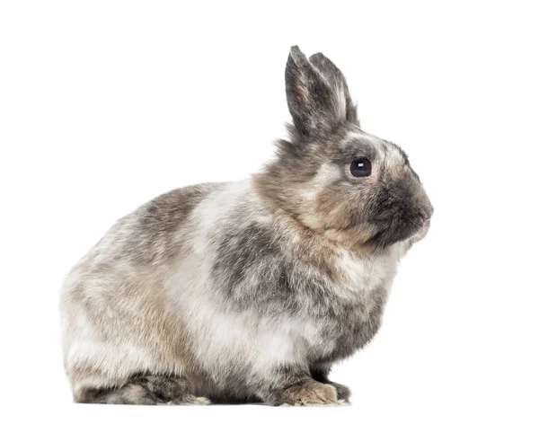 Domácí králík sedící, izolované na bílém — Stock fotografie