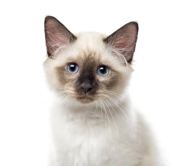 Primer plano de un gatito Birman, 3 meses de edad, aislado en blanco — Foto de Stock