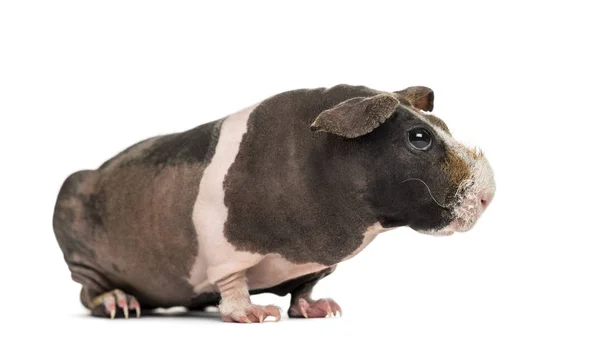 Hairless guinea pig , isolated on white — Stock Photo, Image