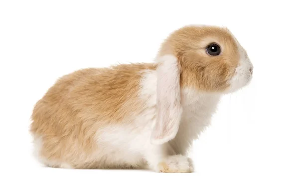 Zlatohnědý domácí králík, izolovaný na bílém — Stock fotografie