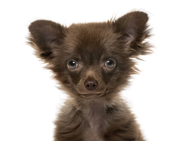 Primer plano de un cachorro Chihuahua, 4 meses de edad, aislado en blanco — Foto de Stock