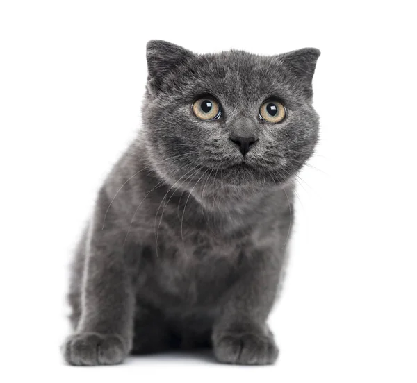 Neugieriges Scottish Fold Kätzchen, isoliert auf weiß, 12 Wochen alt — Stockfoto