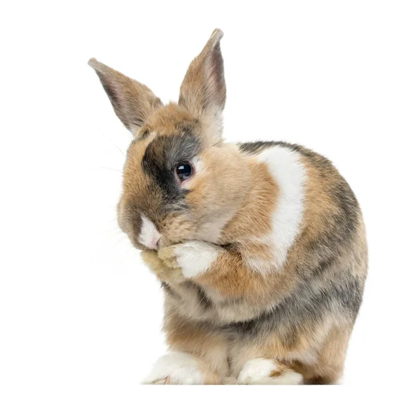 Multicolore coniglio leccare le zampe, isolato su bianco — Foto Stock