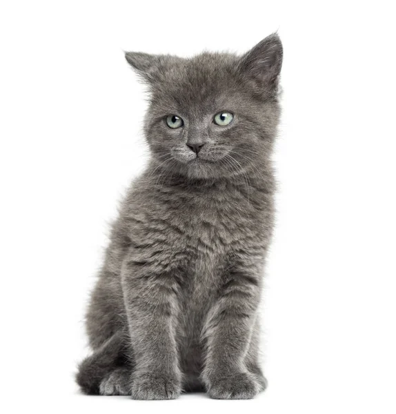 Grey British Shorthair sitting, 7 weeks old, isolated on white — 스톡 사진