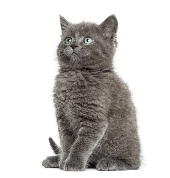 British Shorthair sitting and looking up, 7 weeks old, isolated — стоковое фото