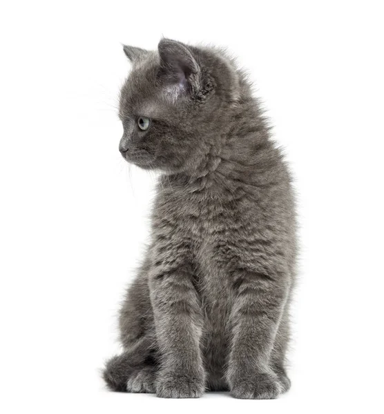 Grey British Shorthair sitting, 7 weeks old, isolated on white — ストック写真