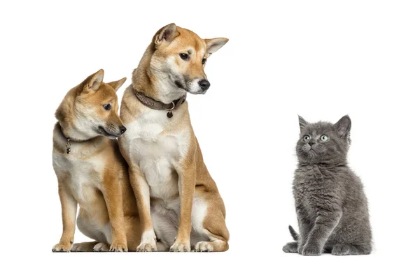 Chat et chiens se regardant, isolés sur du blanc — Photo