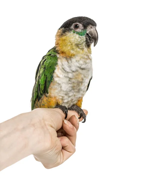 Papagaio-preto empoleirado na mão humana, isolado em branco — Fotografia de Stock