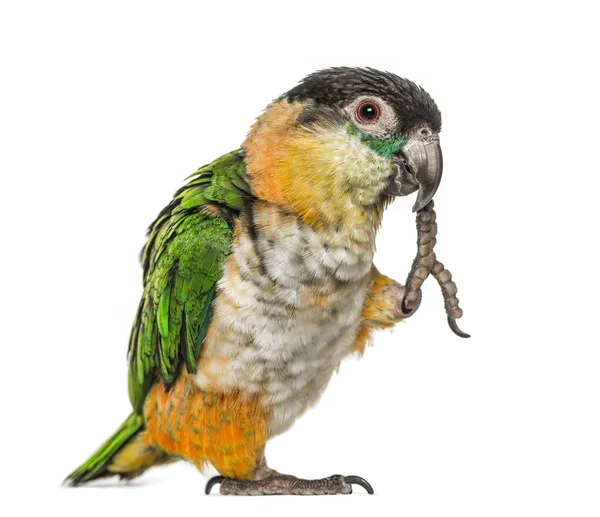 Black-capped parrot with leg in beak, isolated on white — 스톡 사진