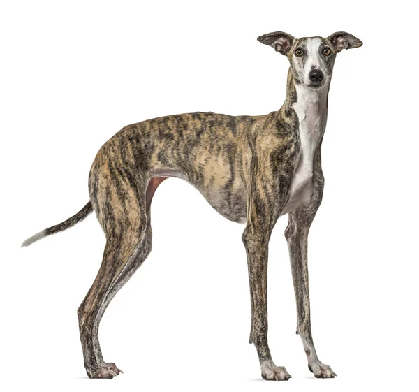 Slim Galgo dog standing, isolated on white — 스톡 사진