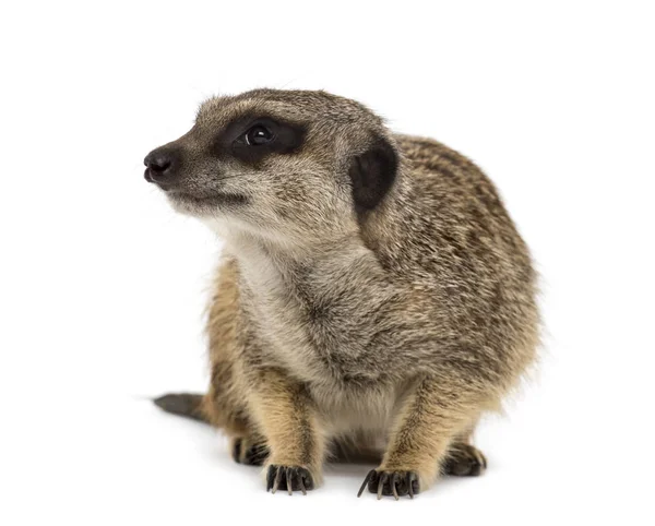 Suricate looking away, isolated on white — Stock Photo, Image