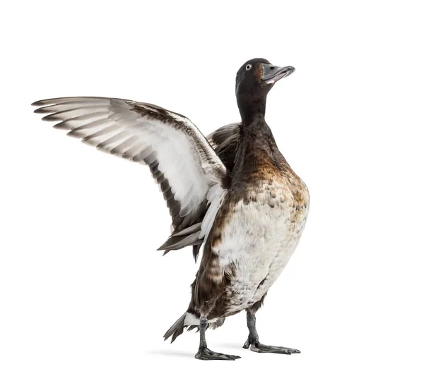 Baer's pochard aprendo le ali, Duck, uccello, isolato su whit — Foto Stock