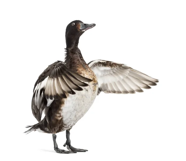 Baer 's pochard espalhando suas asas, Pato, pássaro, isolado no whit — Fotografia de Stock