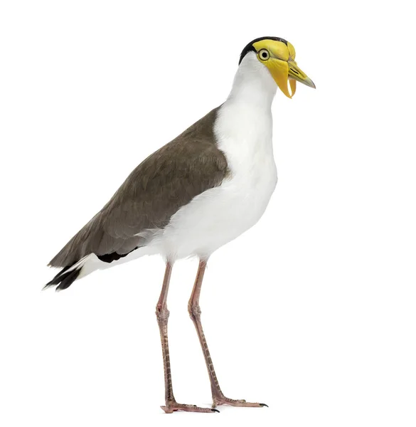 Masked lapwing standing in front of a white background — Stok fotoğraf