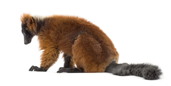 Red ruffed lemur sitting, isolated on white — Stock Photo, Image