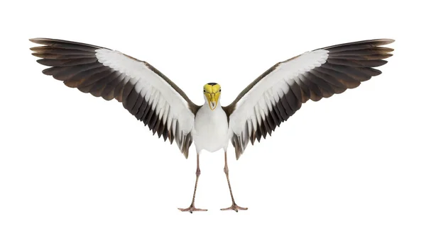 Masked lapwing spreading his wings, isolated on white — Stock Photo, Image