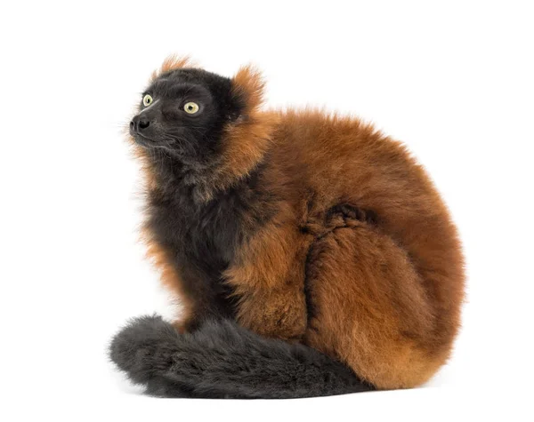 Red ruffed lemur sitting, isolated on white — Stok fotoğraf