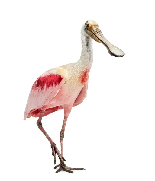 Roseate spoonbill standing, isolated on white — ストック写真