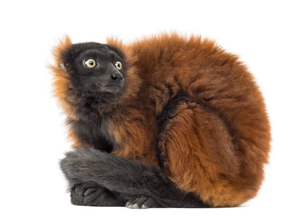 Red ruffed lemur sitting, looking backwards, isolated on white — 图库照片