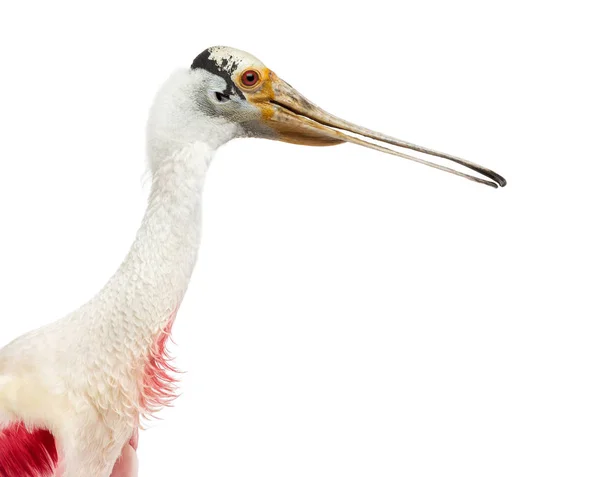 Close-up of a roseate spoonbill, isolated on white — Stok fotoğraf