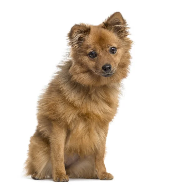 German Spitz puppy sitting, 6 months old, isolated on white — Stock Photo, Image